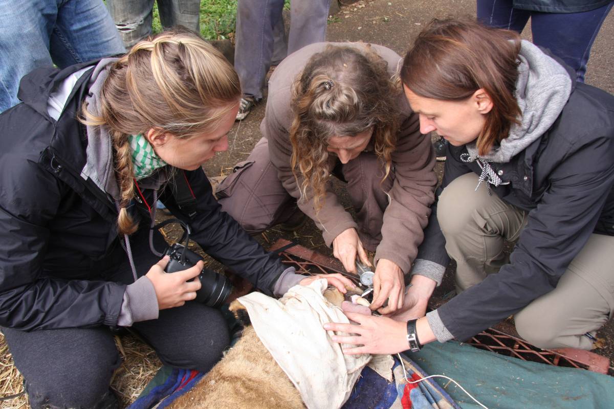 Volunteer checking the animal's wellbeing