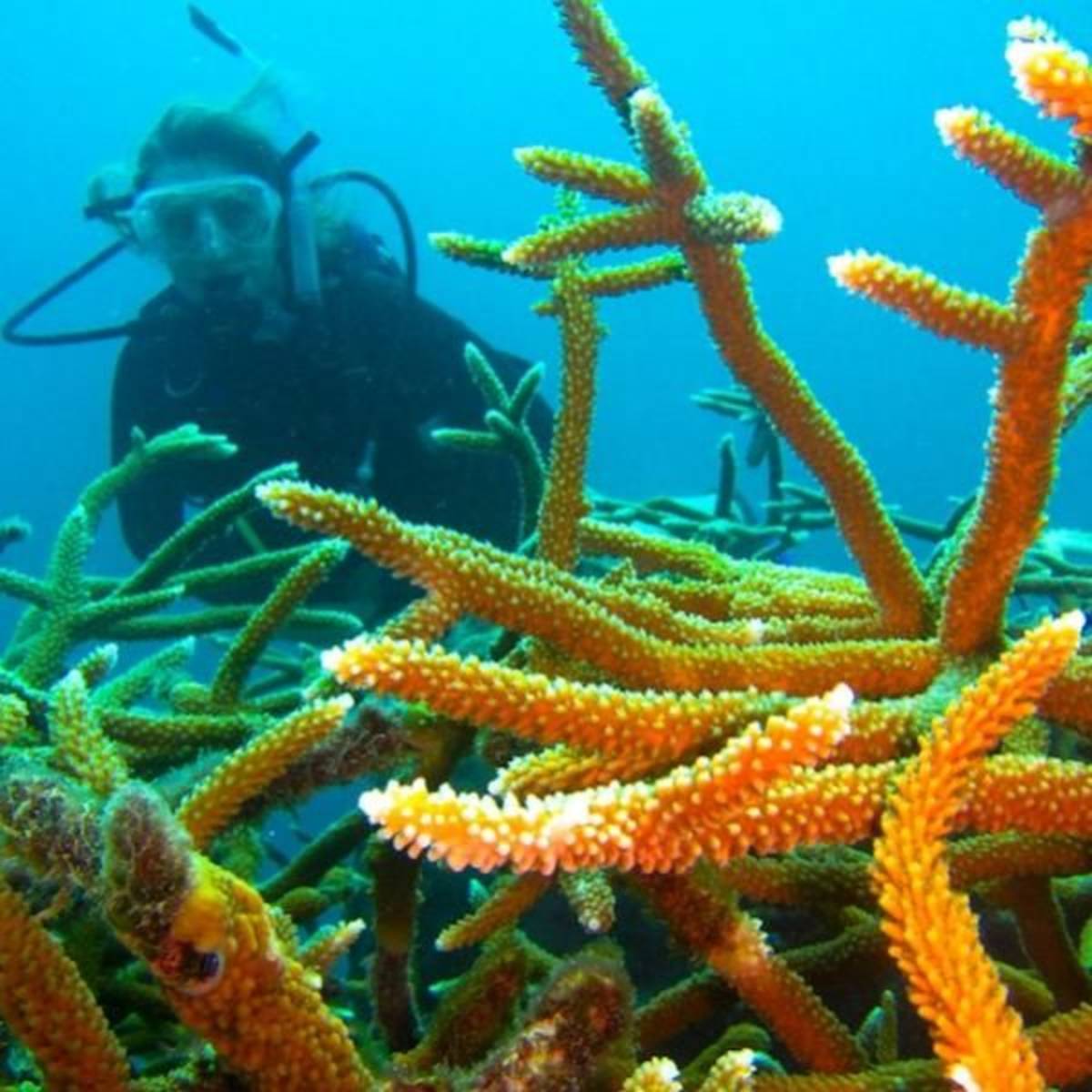 volunteer in cuba
