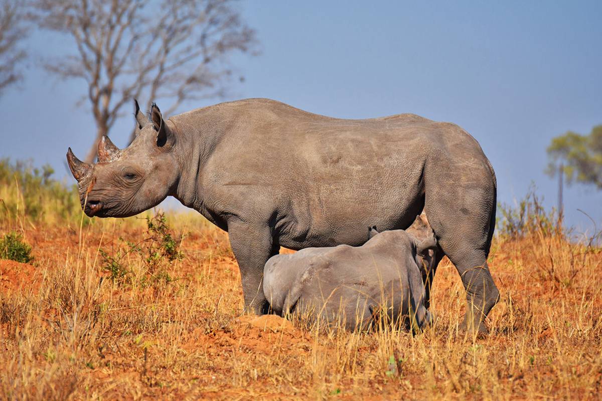 Imire Baby big rhino suckling