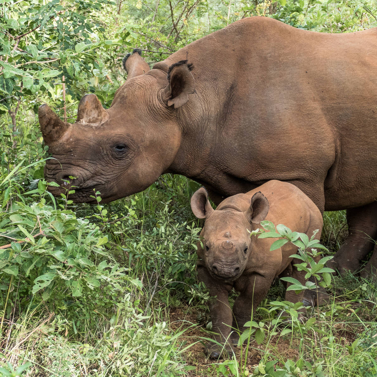 Mother and baby Rhino