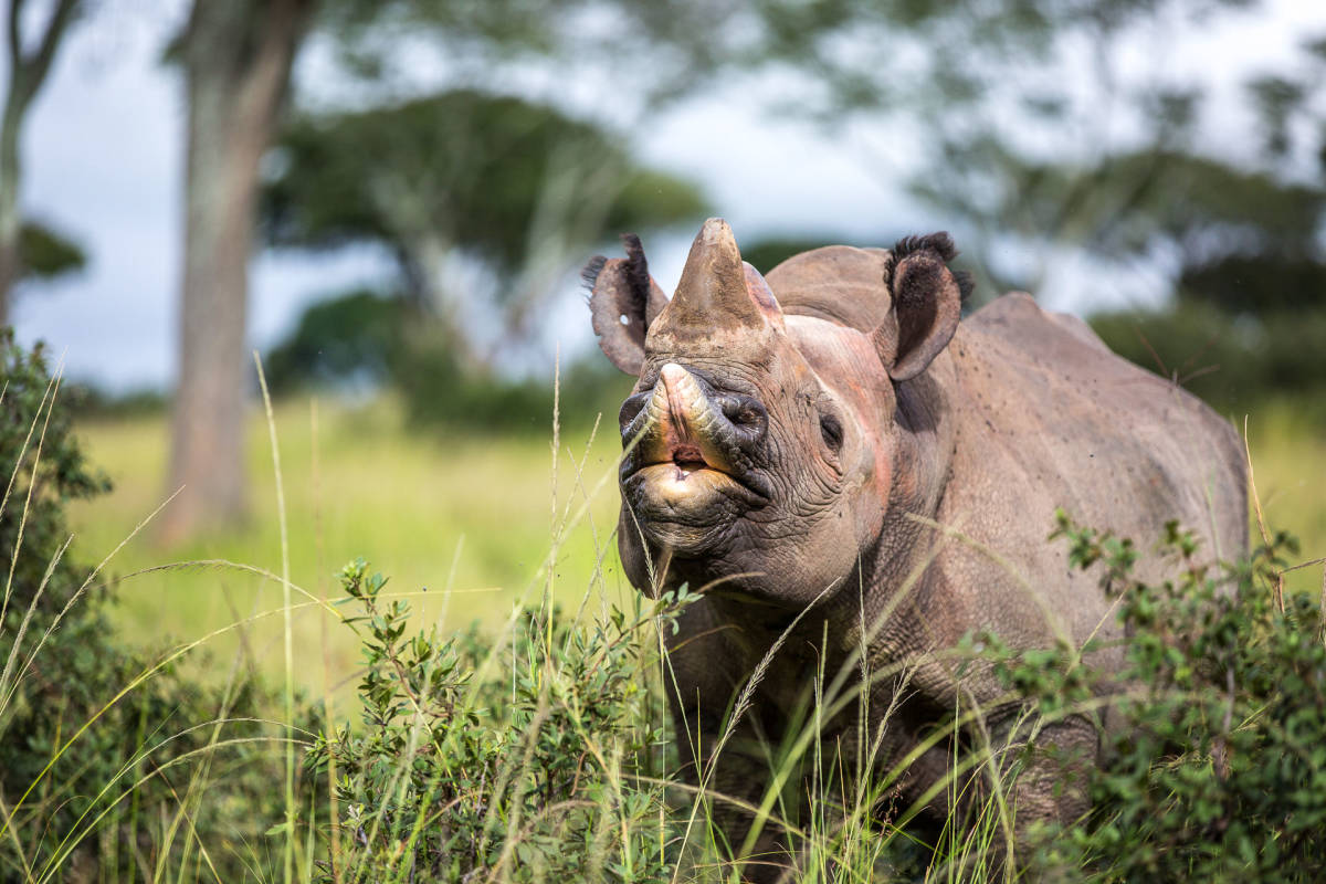Rhino Kiss