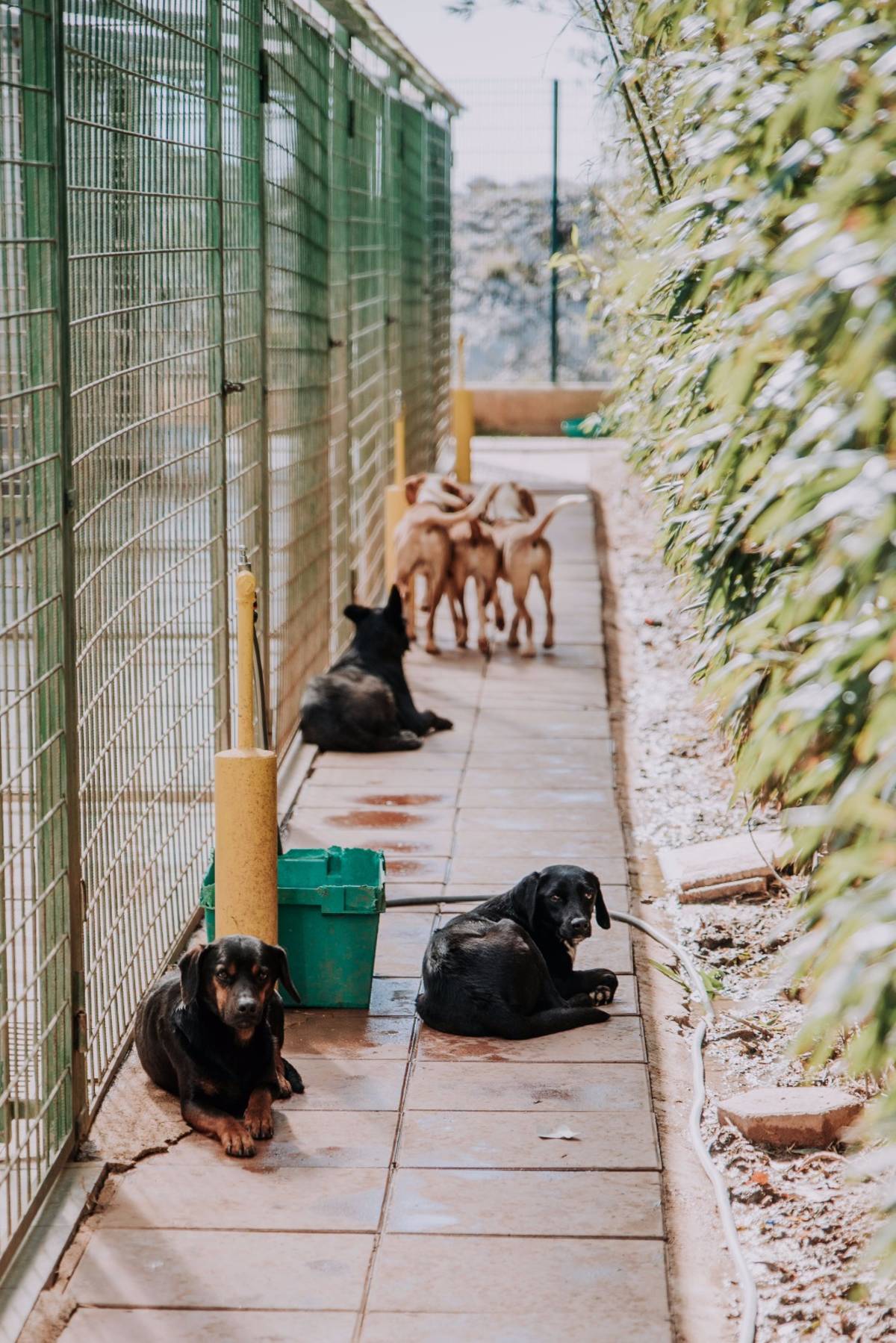 ImpacTrip Split Croatia volunteer Animal Care