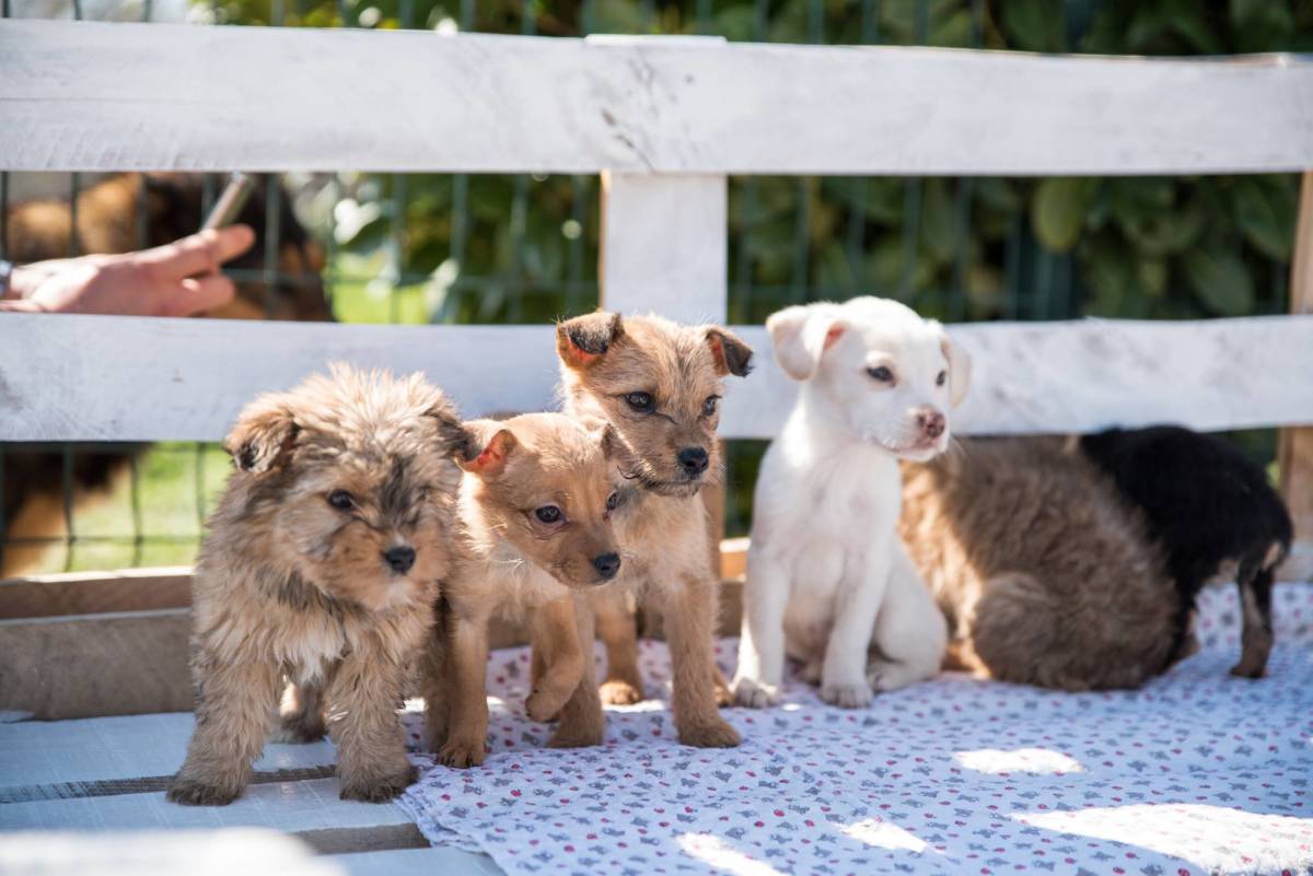 ImpacTrip Split Croatia volunteer Animal Care
