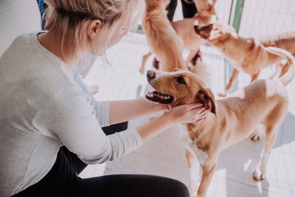 ImpacTrip Split Croatia volunteer Animal Care