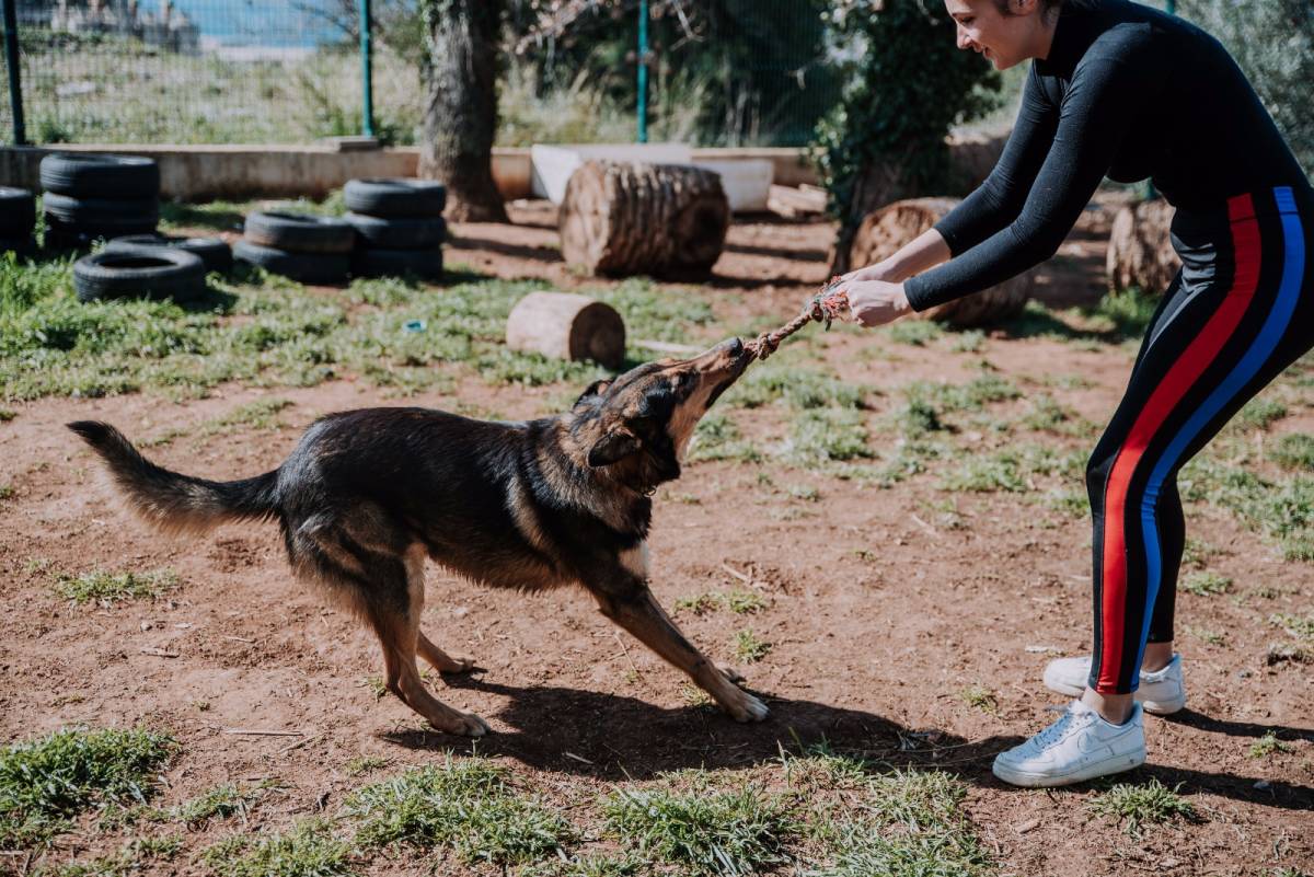 ImpacTrip Split Croatia volunteer Animal Care