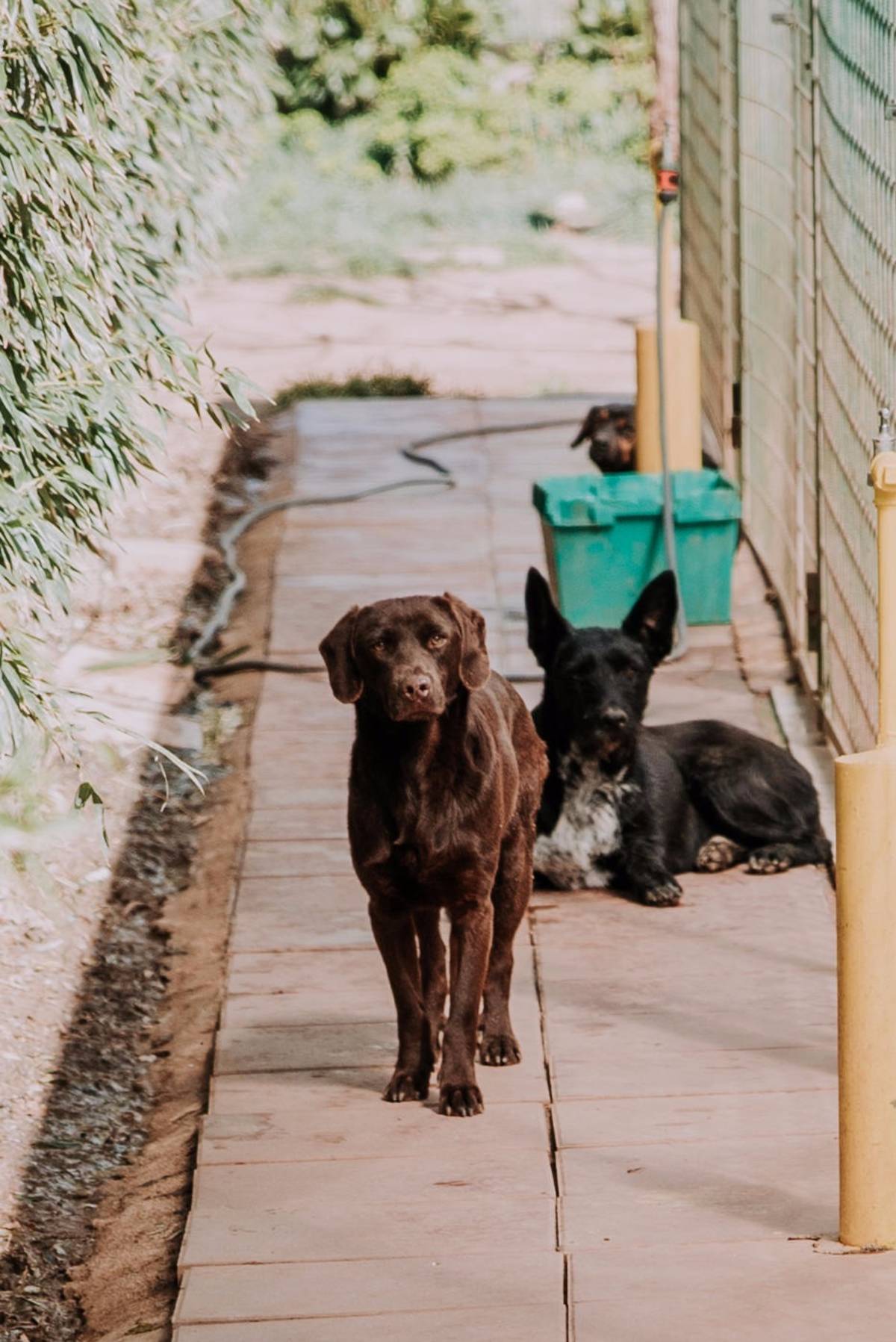 ImpacTrip Split Croatia volunteer Animal Care