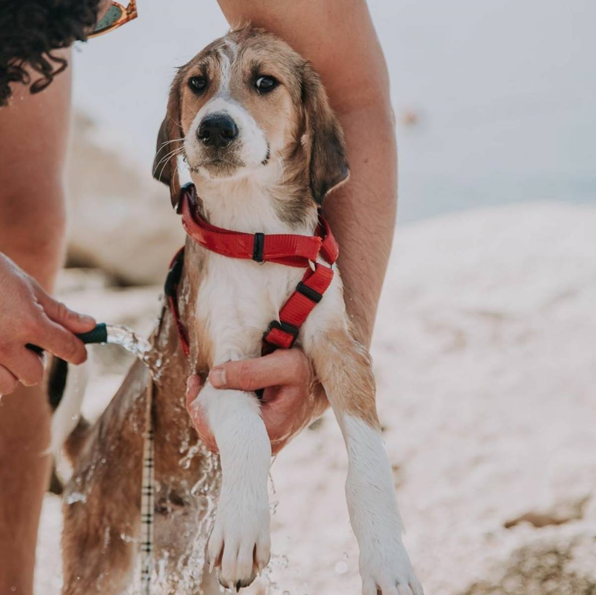 ImpacTrip Split Croatia volunteer Animal Care