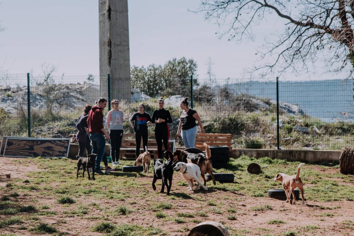ImpacTrip Split Croatia volunteer Animal Care