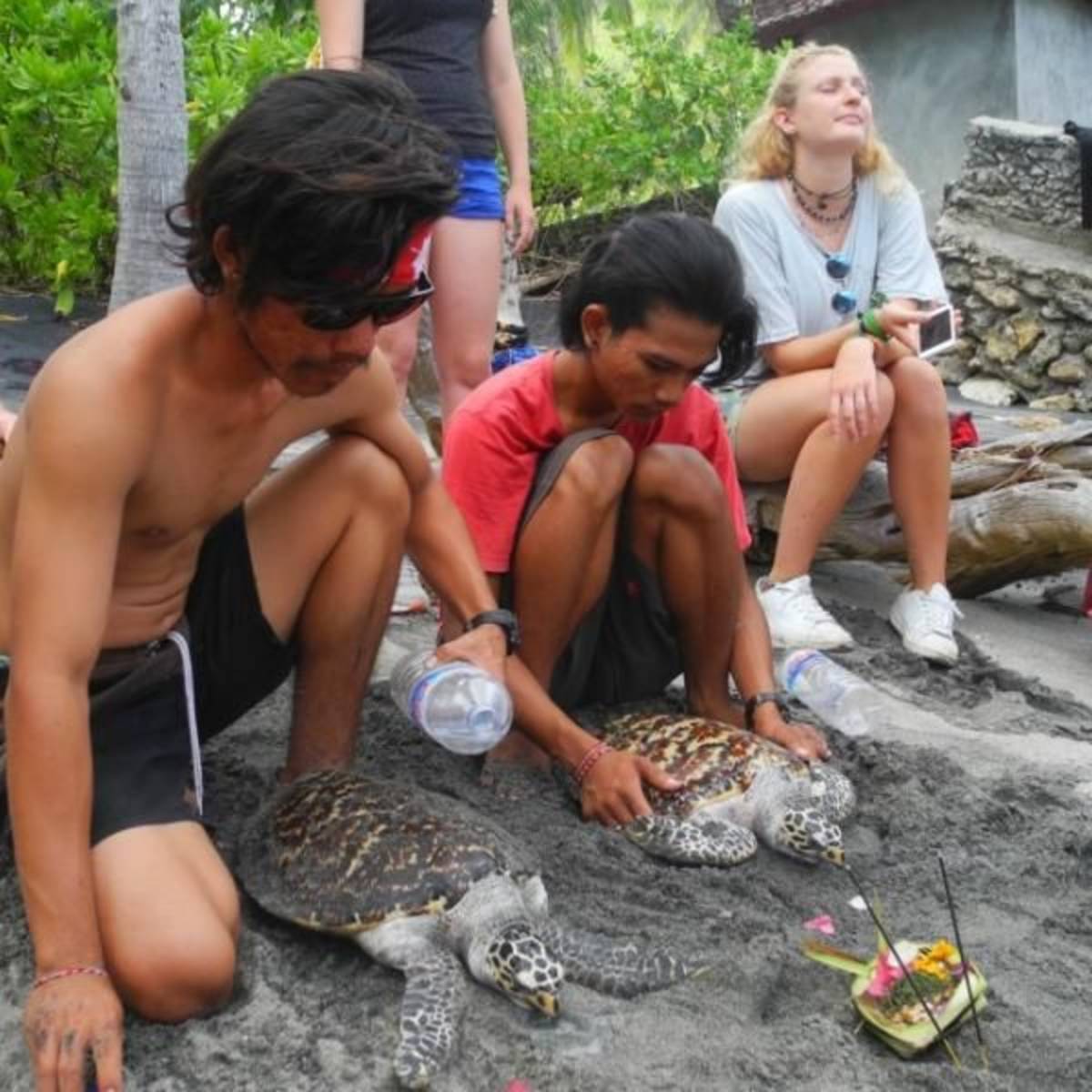 GoEco Indonesia - Bali Sea Turtle Rescue