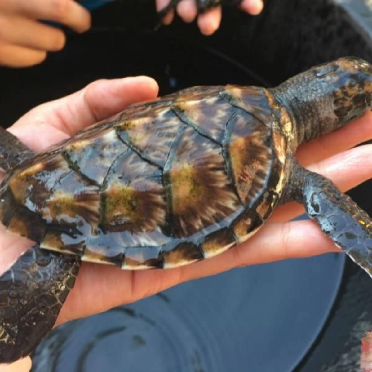 GoEco Indonesia - Bali Sea Turtle Rescue