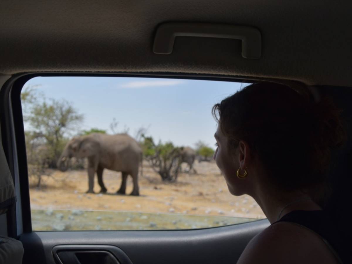 Intern watching elephants from a car window in Etosha, Namibia