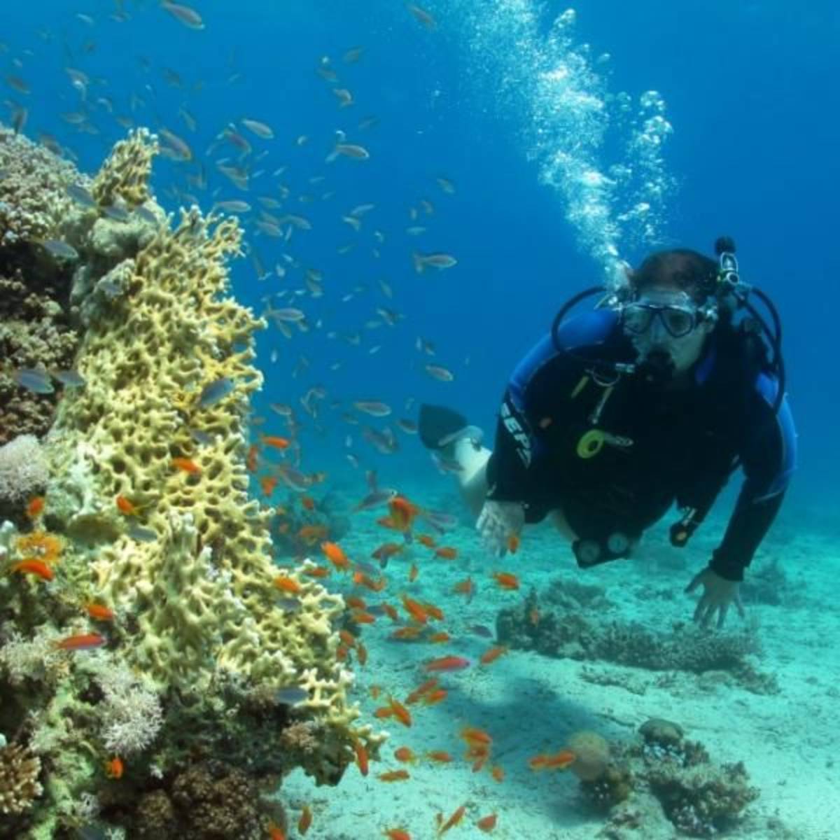 GoEco Israel - Coral Reef Conservation