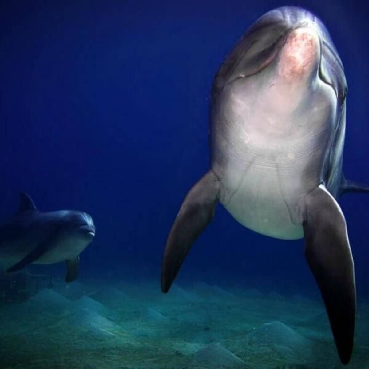 GoEco Israel - Coral Reef Conservation