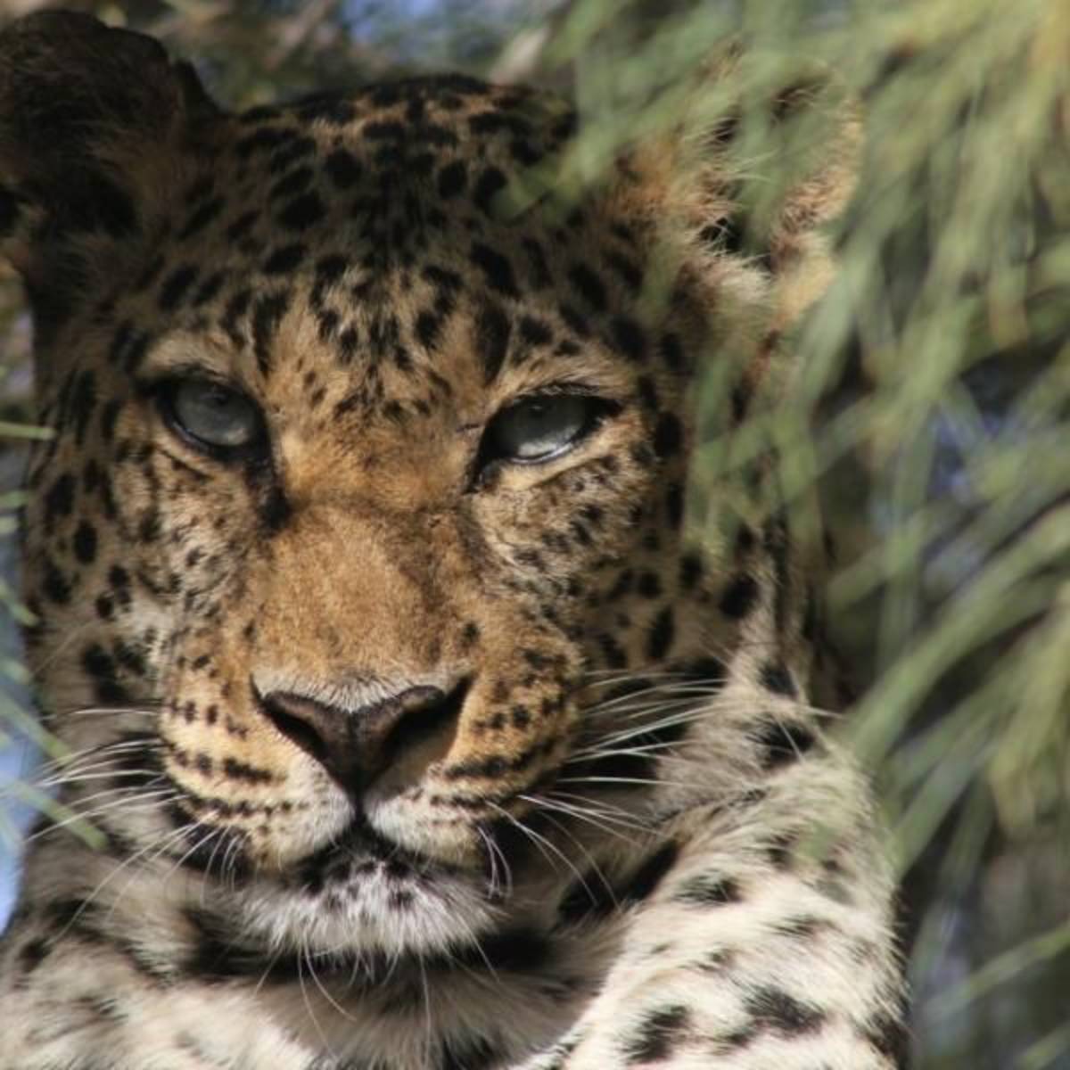 GoEco - Israel Desert Wildlife Program