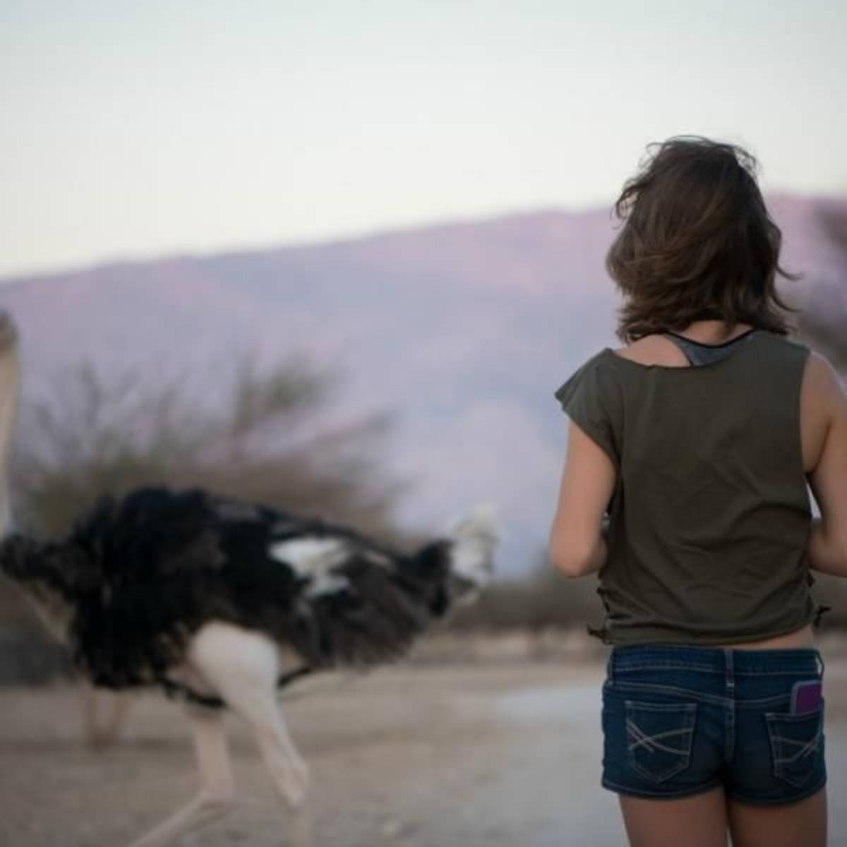 GoEco - Desert Wildlife Program