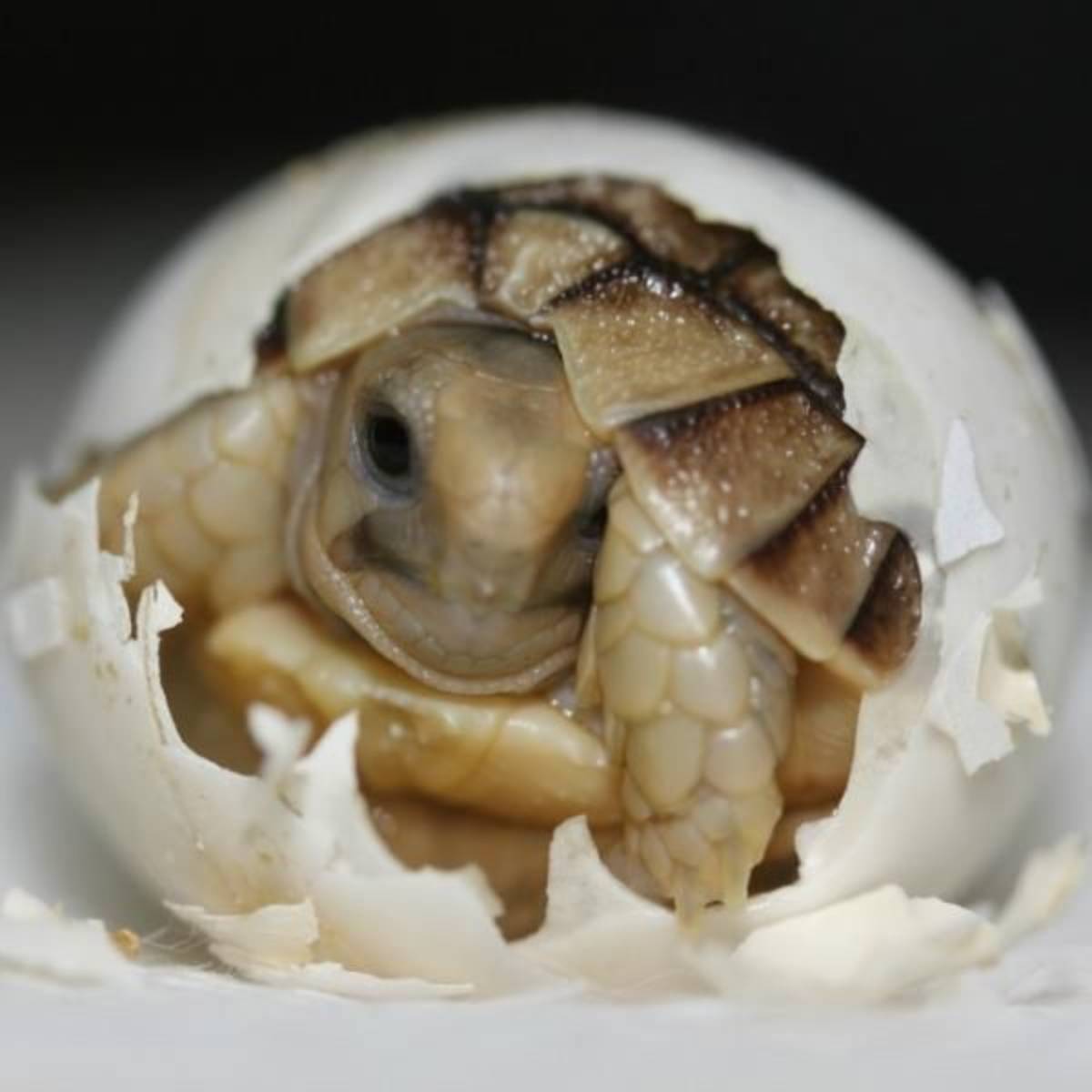 GoEco - Desert Wildlife Program