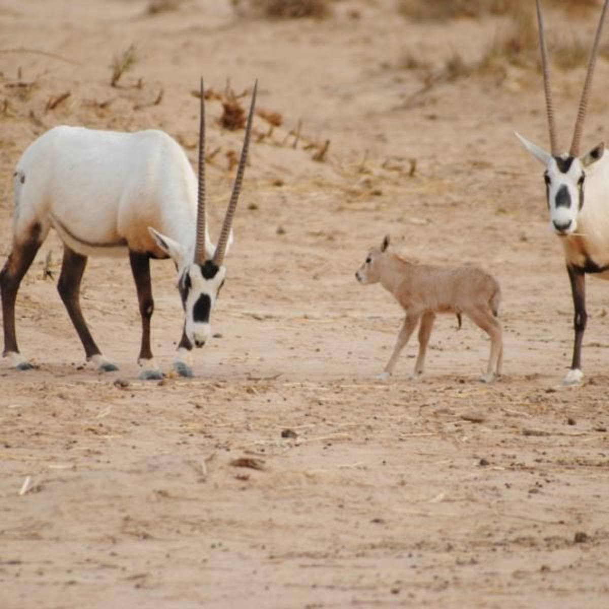 GoEco Israel - Desert Wildlife Program