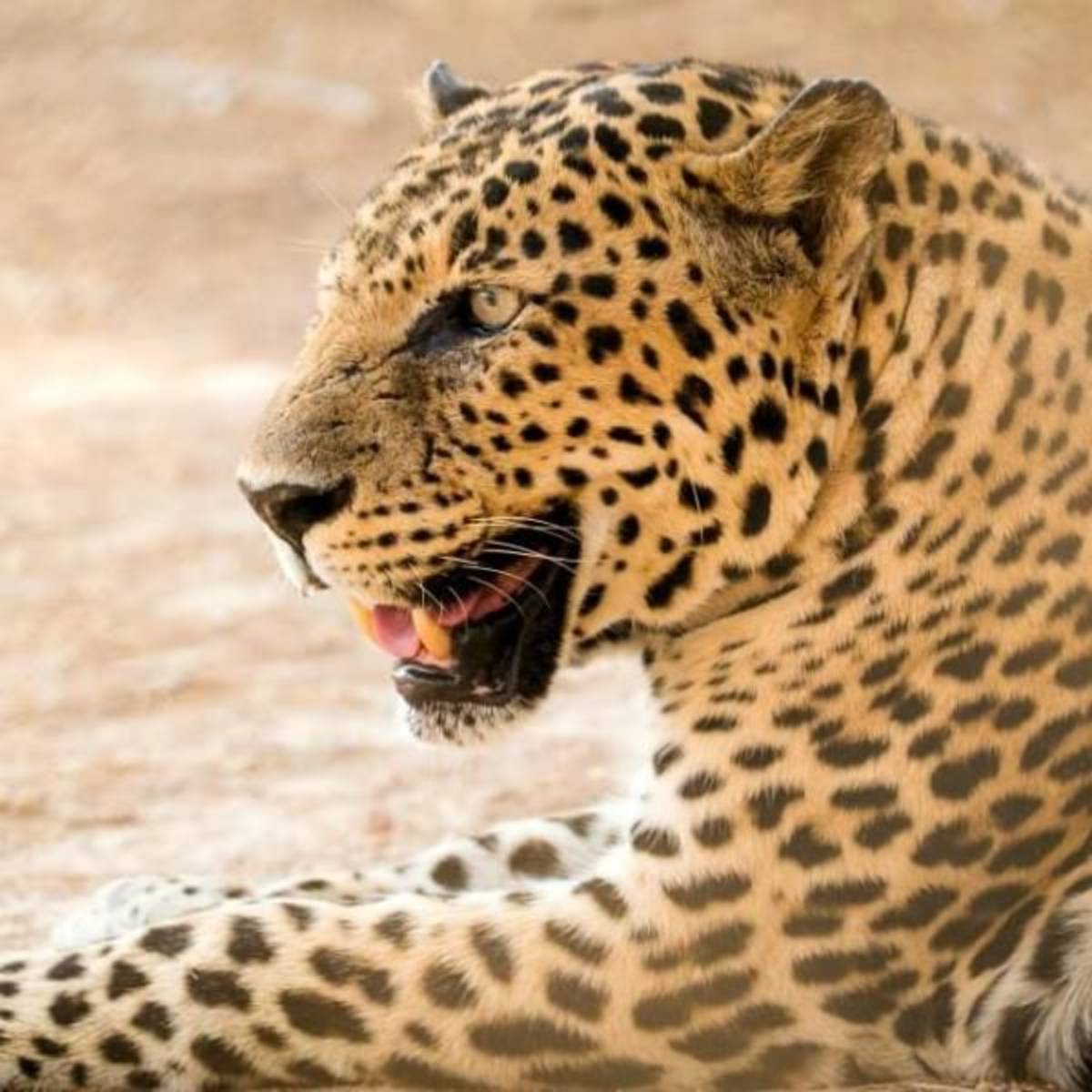 GoEco - Desert Wildlife Program