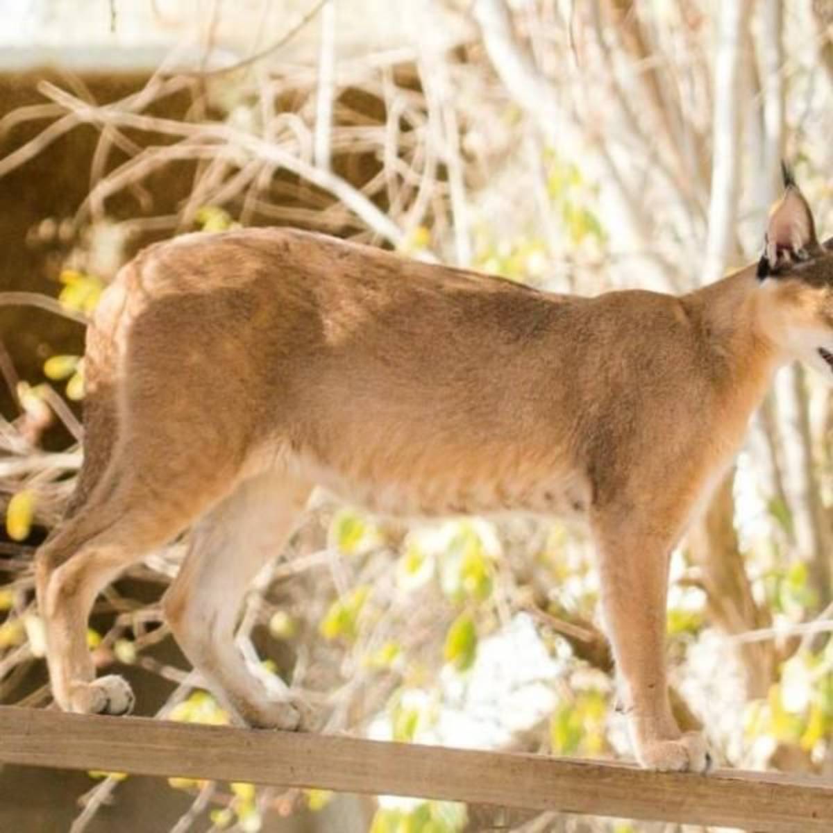 GoEco - Israel Desert Wildlife Program