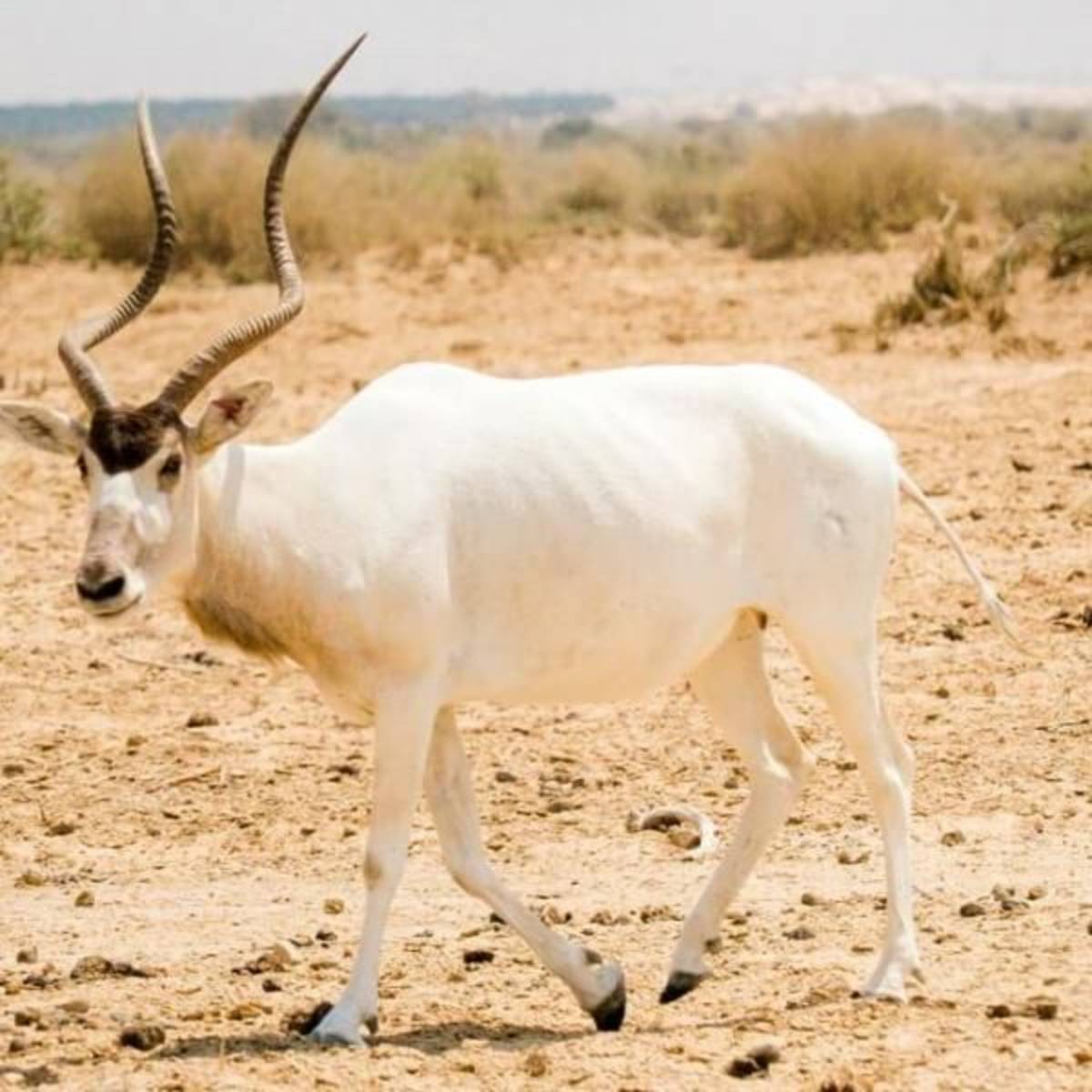 GoEco - Desert Wildlife Program