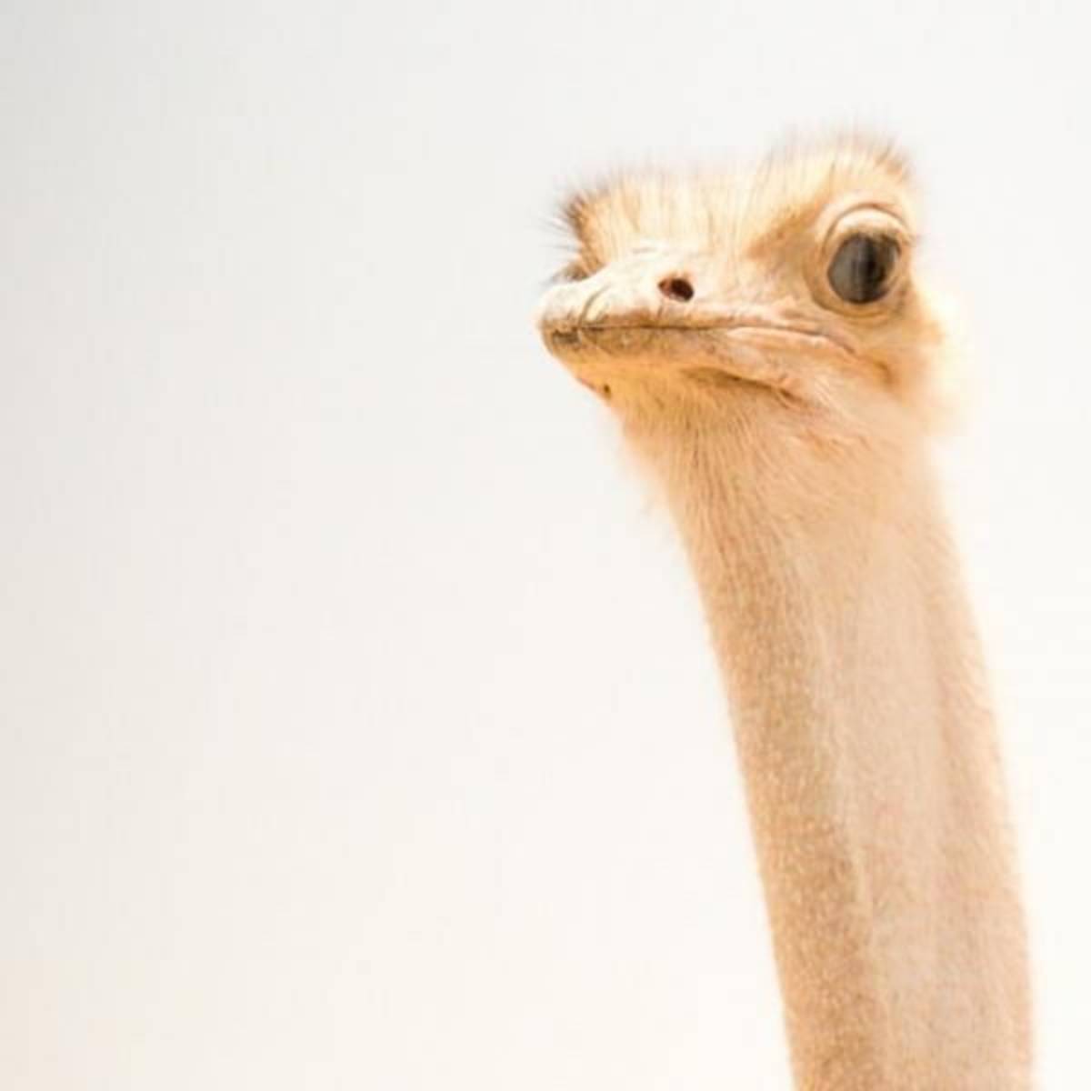 GoEco Israel - Desert Wildlife Program