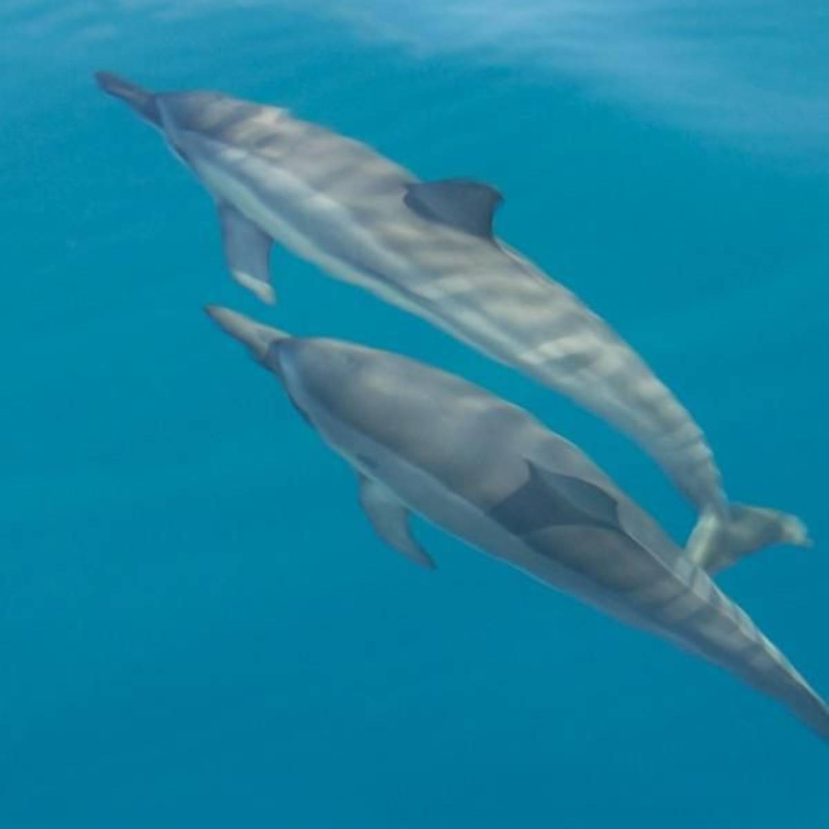 GoEco Italy - Dolphin and Marine Research