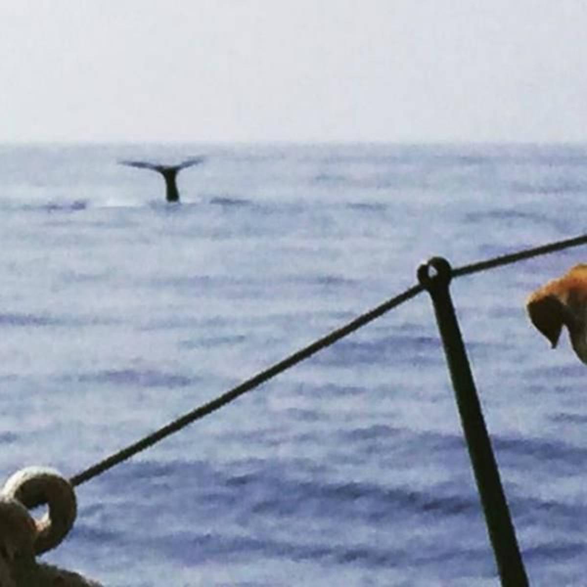 GoEco Italy - Dolphin and Marine Research