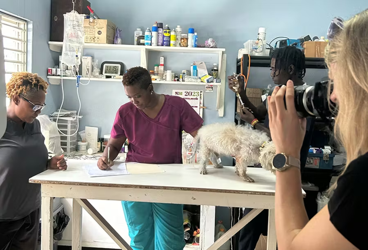 IVHQ Volunteer Noting down what a Dog needs during a Check up