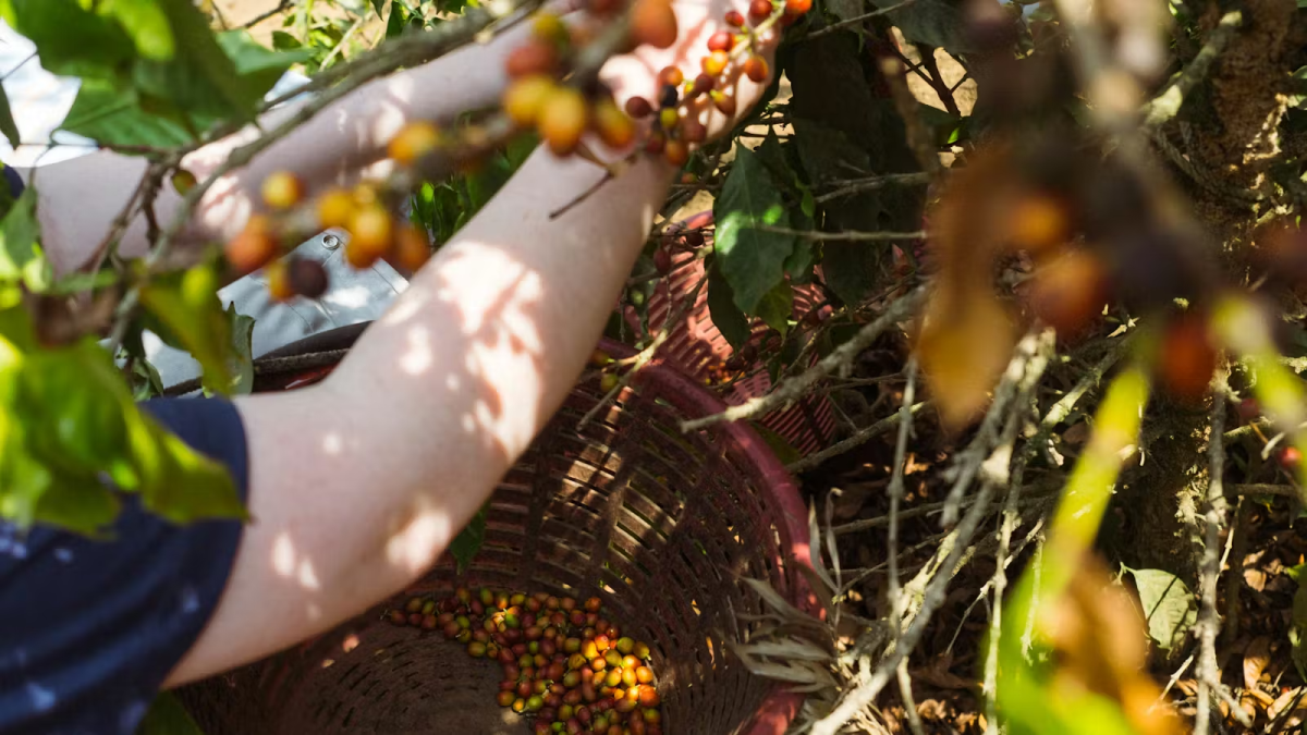 IVHQ Volunteer Picking Berries in Guatemala