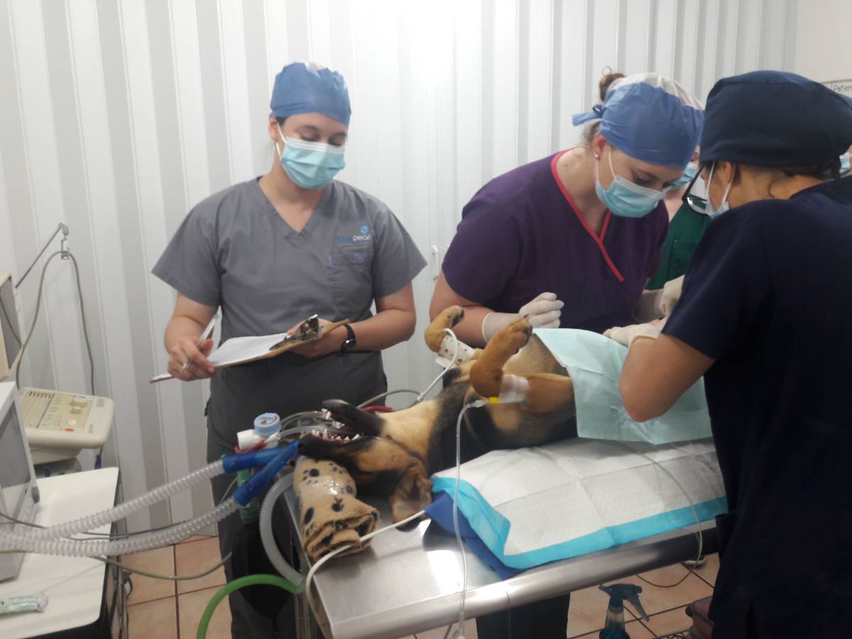 IVHQ Volunteers Performing Surgery on a Dog in Costa Rica