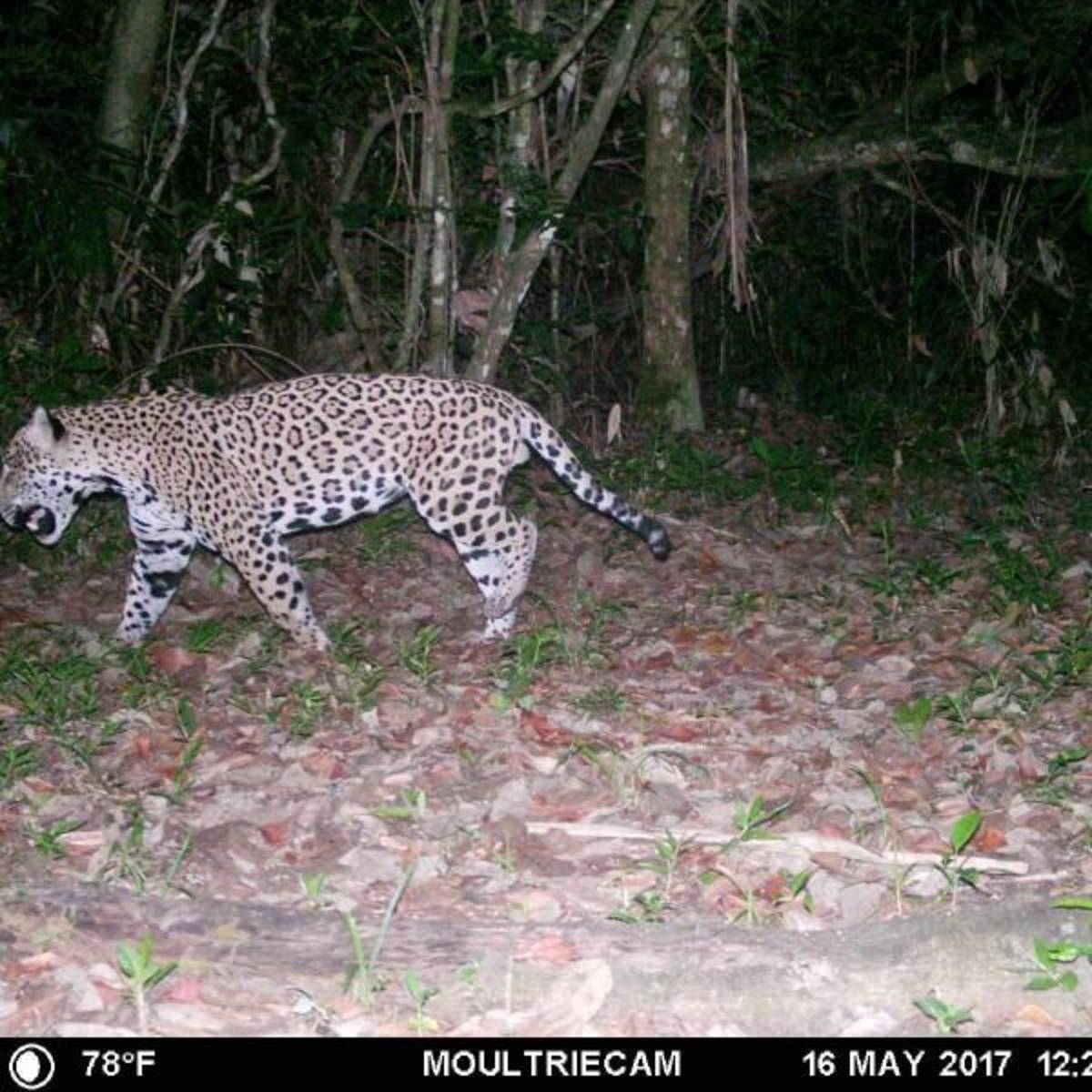 camera trap jaguar