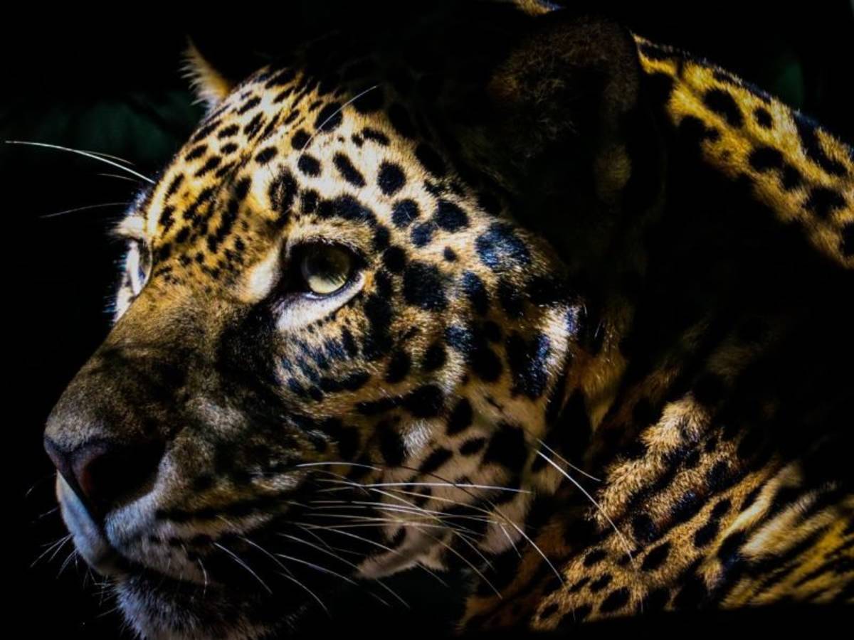 Jaguar