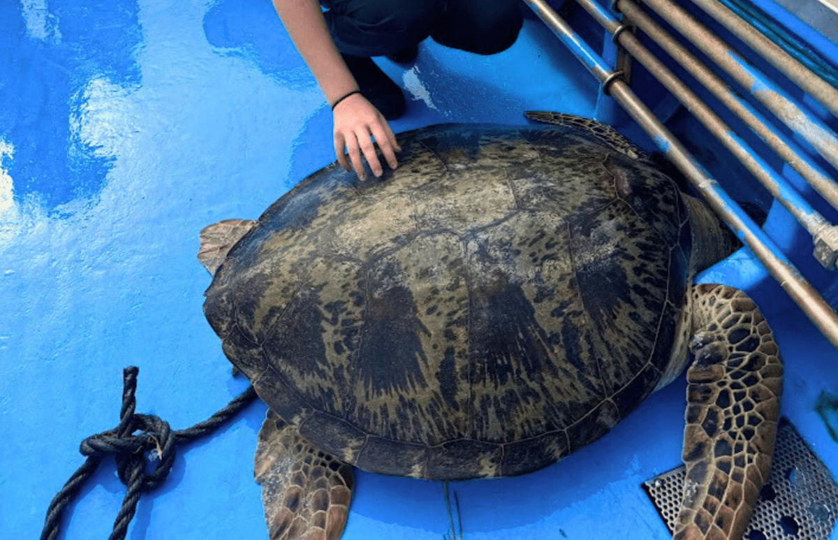 Japan – Sea Turtle Conservation Volunteering in Okinawa