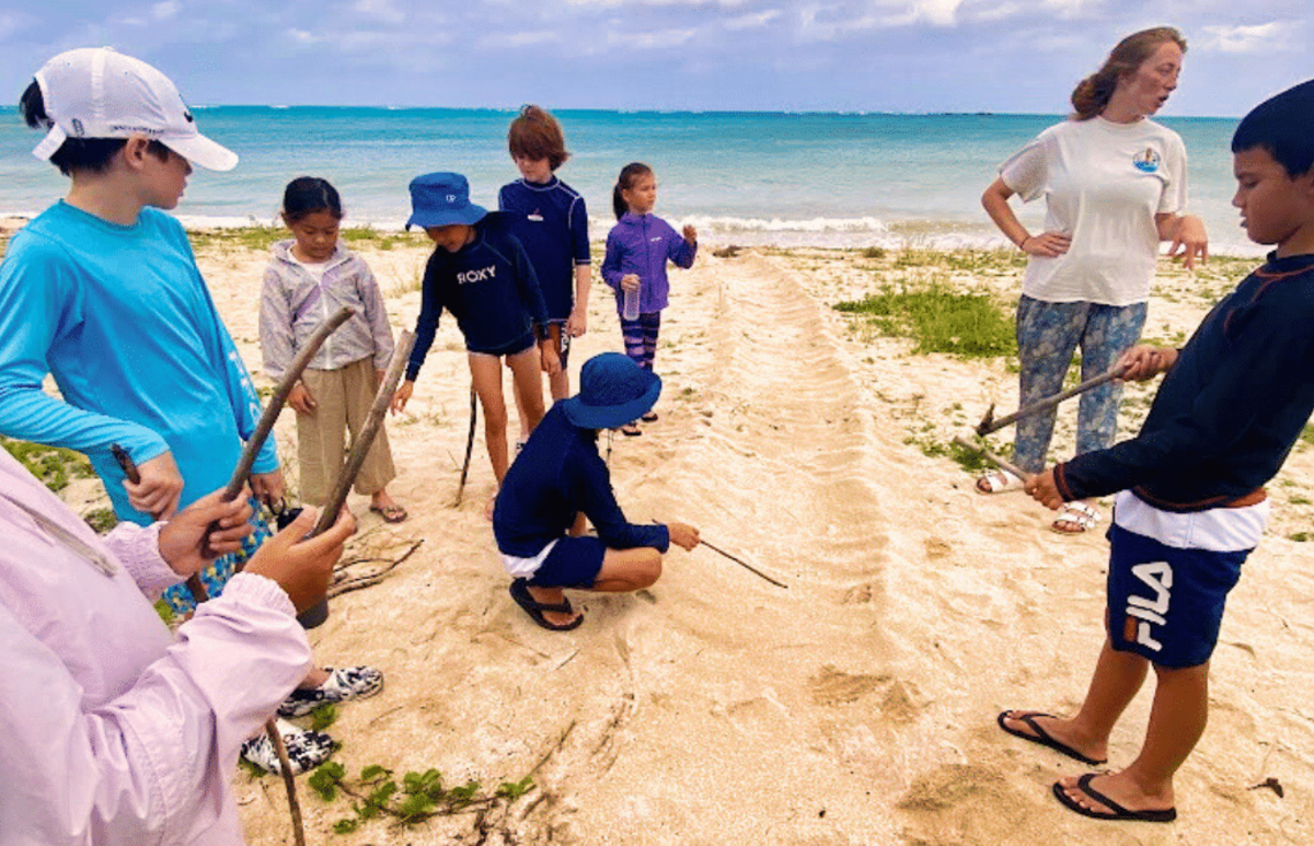 Japan – Sea Turtle Conservation Volunteering in Okinawa