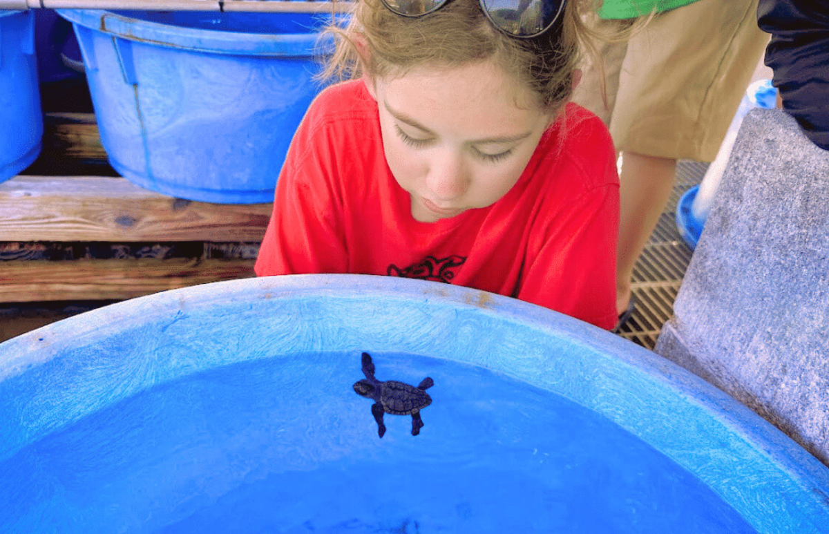 Japan – Sea Turtle Conservation Volunteering in Okinawa