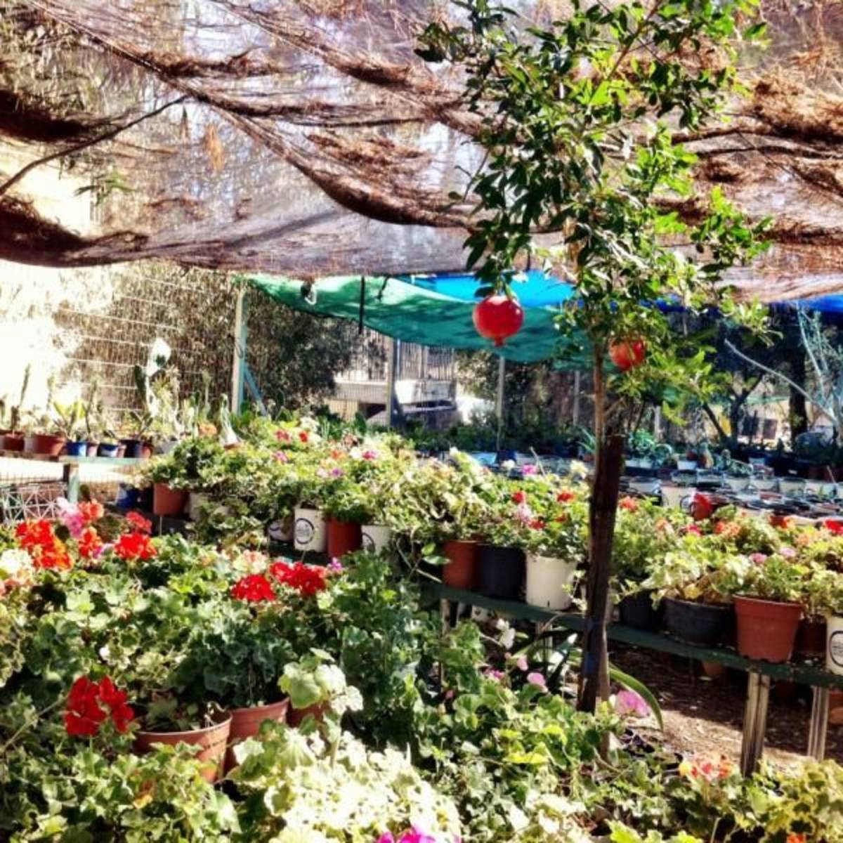 GoEco Israel - Creating Safe Spaces for At-Risk Youth