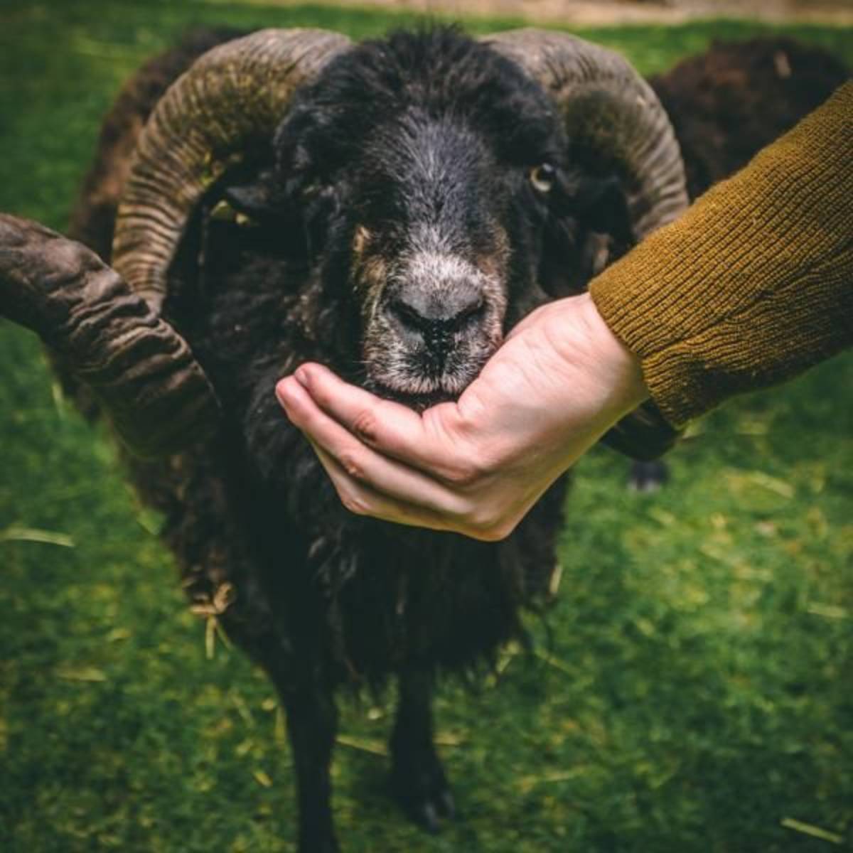 Wildlife Park internships