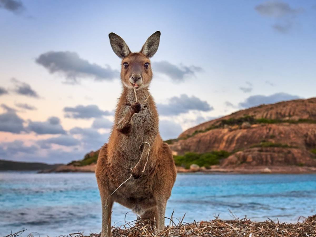 Kangaroo at the beach