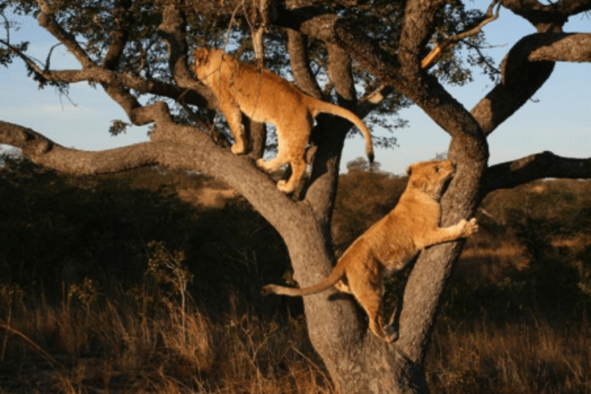 Lions climbing in Antelope Park