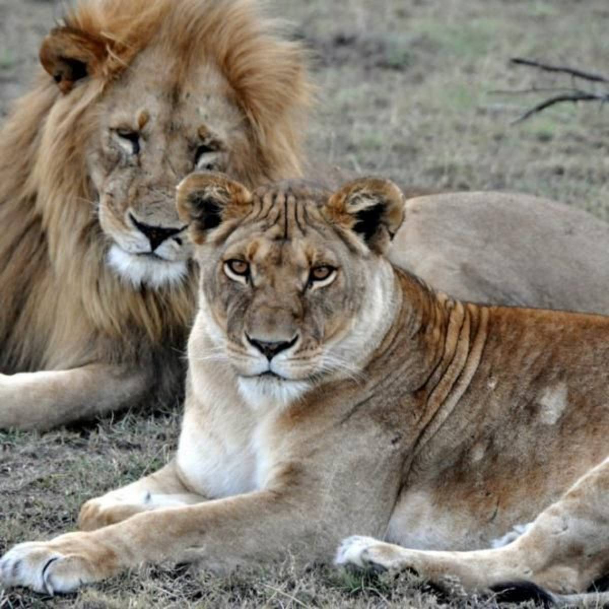 GoEco Kenya - Maasai Mara Lion and Wildlife Conservation