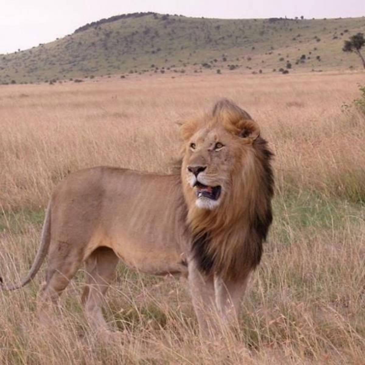 GoEco Kenya - Maasai Mara Lion and Wildlife Conservation