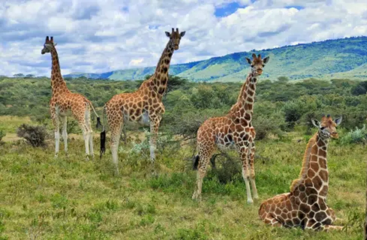 Kenya – Wildlife Conservation & Giraffe Monitoring