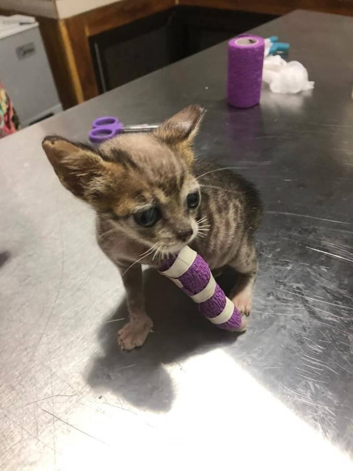 Kitten in Recovery with a Cast applied by IVHQ Volunteers