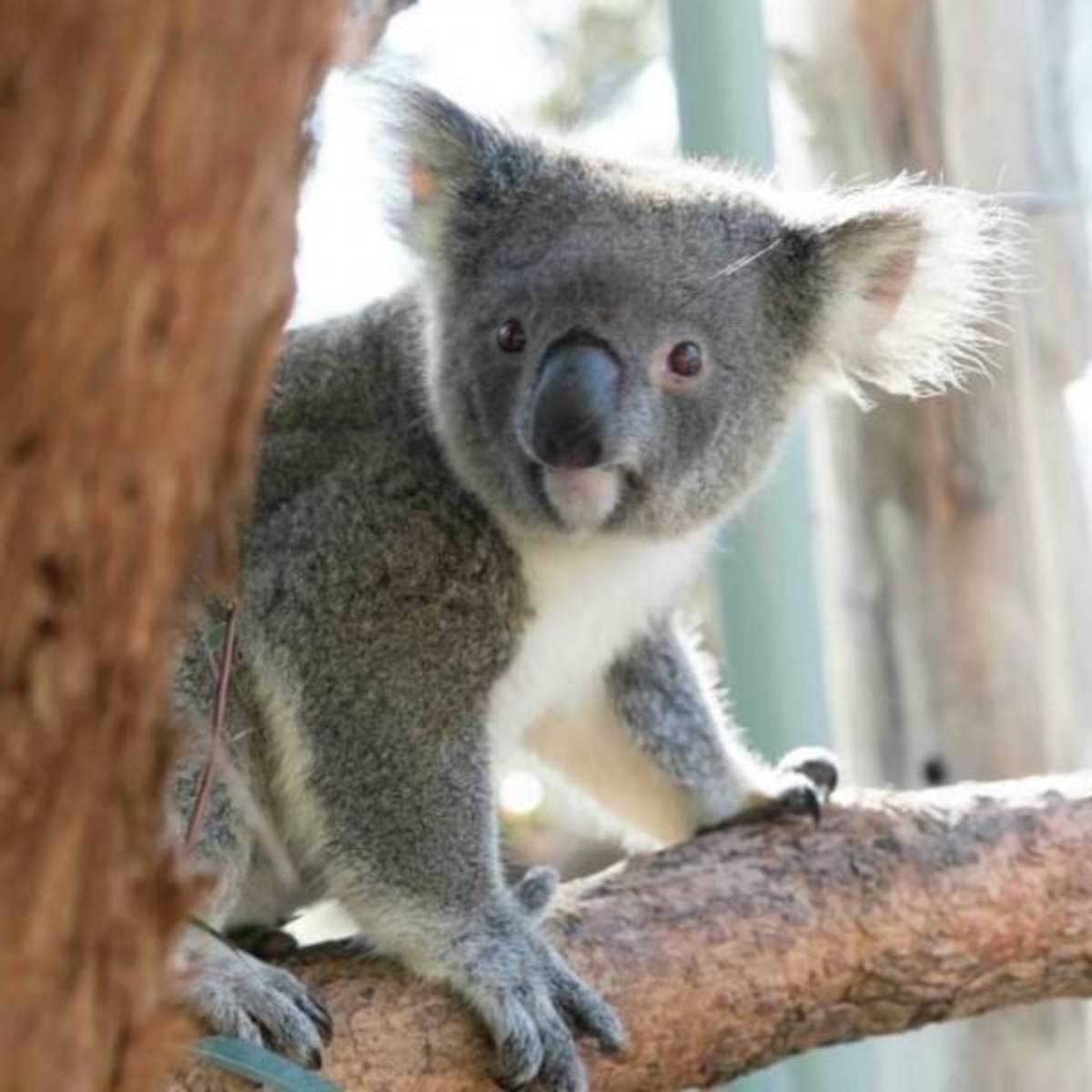 GoEco Australia Wildlife Animal Sanctuary