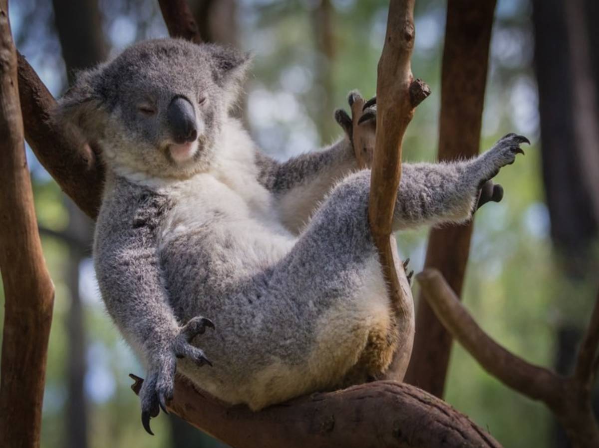 Koala relaxing in a tree in the Australian bush
