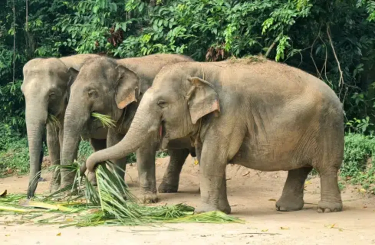 Koh Samui Elephant Care Volunteering