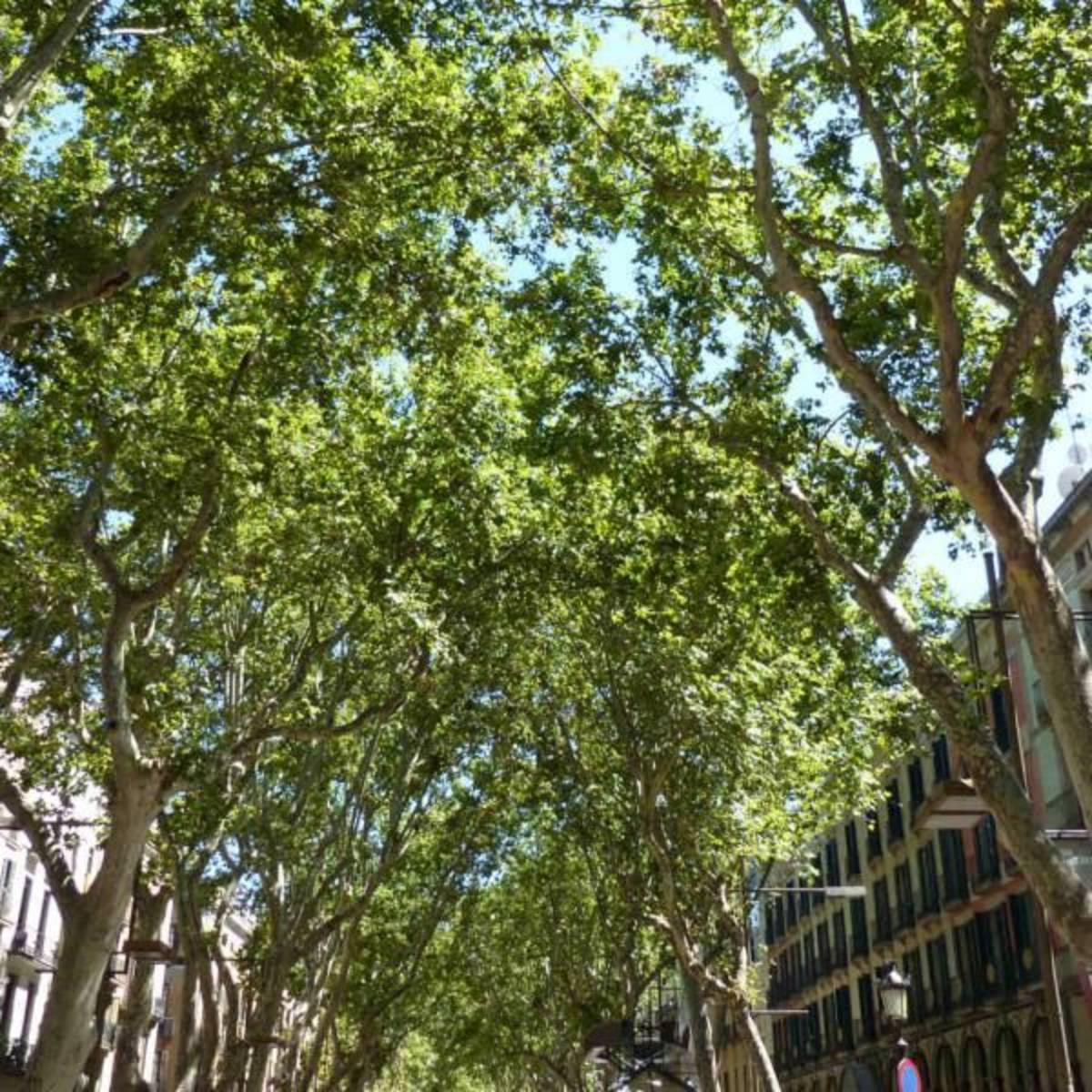 La_Ramblas