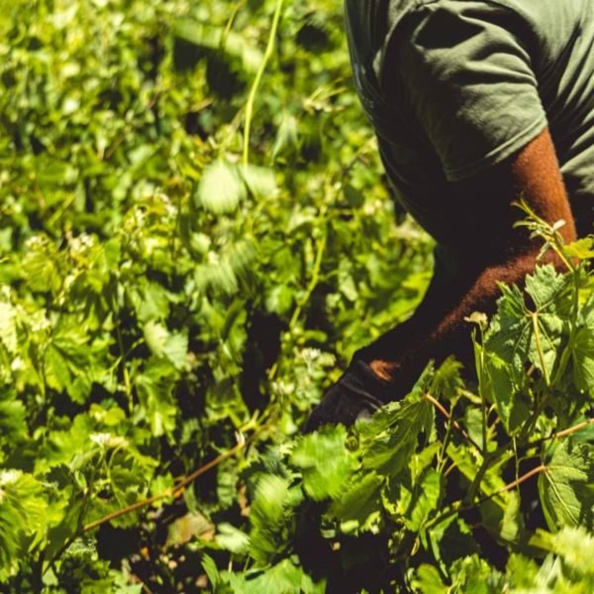 Botanical Garden Internship
