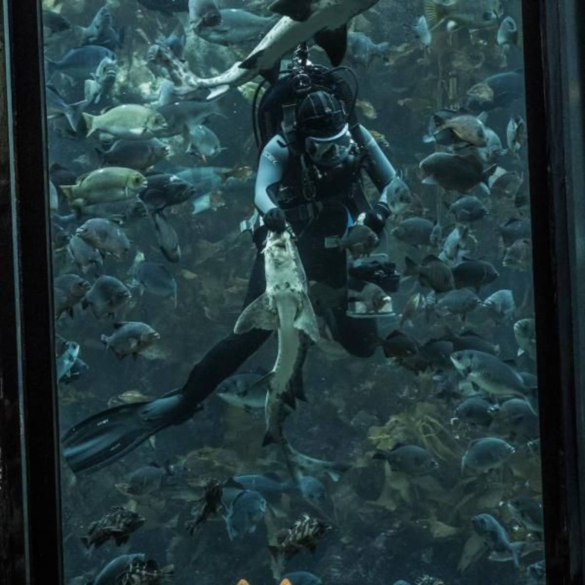 Aquarium Internship