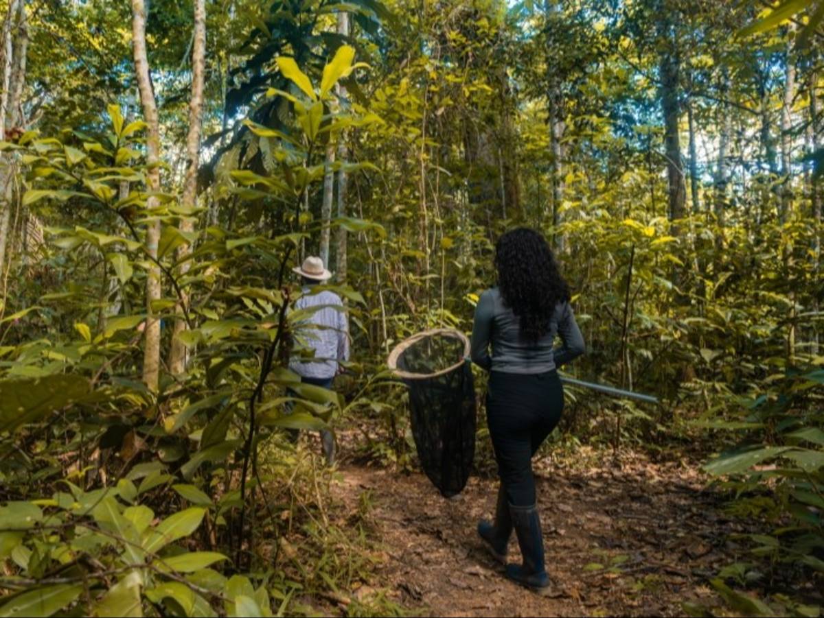 Lepidoptera research team members conducting fieldwork in the rainforest with insect nets.